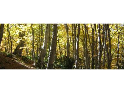 Tutela e pianificazione ecologica e sostenibile delle foreste italiane