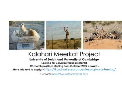 Kalahari Meerkat Project volunteer field assistant positions available