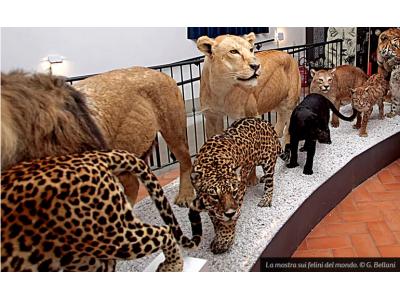 L’esposizione Felini. Eleganza letale