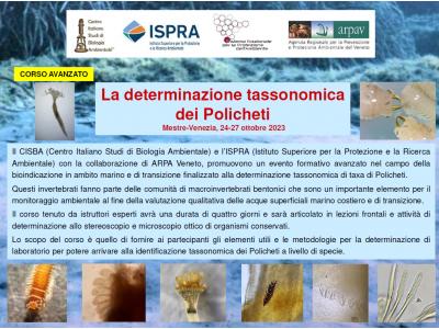 La determinazione tassonomica dei Policheti