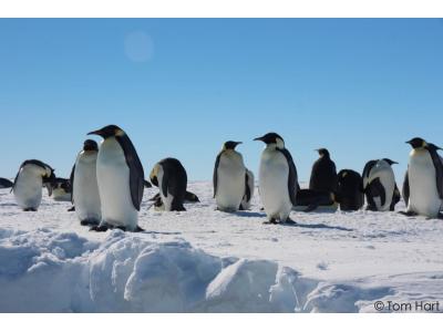 PhD position in population genomics and adaptation in penguins