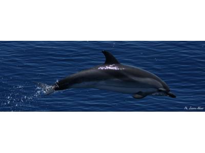 1 Corso di Perfezionamento CIRCE su "Tecniche di monitoraggio per lo studio dei cetacei"