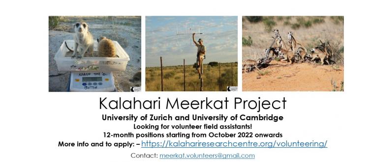 Kalahari Meerkat Project volunteer field assistant positions available