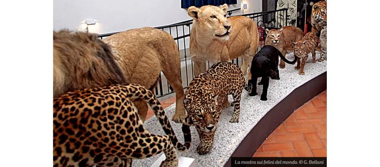 L’esposizione Felini. Eleganza letale