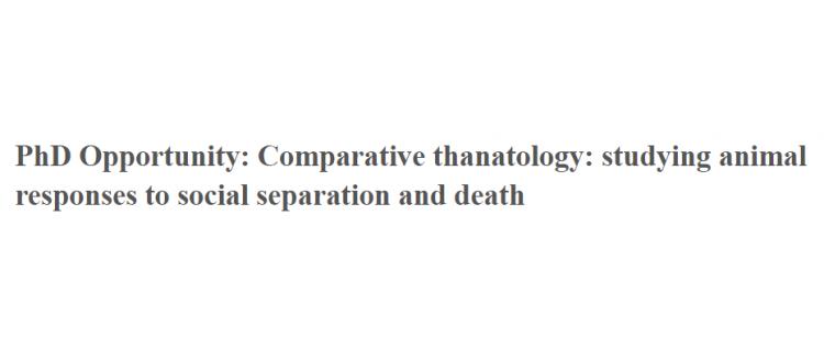 PhD Opportunity: Comparative thanatology: studying animal responses to social separation and death