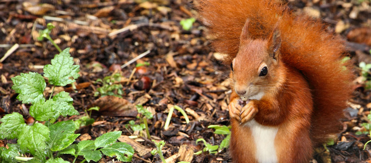 Conservazione dello Scoiattolo rosso e campagna animalista di opposizione