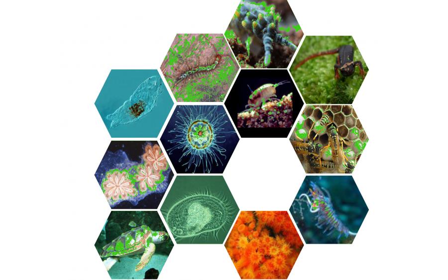 I° circolare: 82° Congresso Nazionale dell'Unione Zoologica Italiana