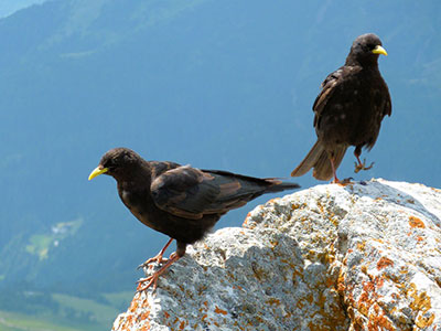 Gracchio Alpino - Alessandro Montemaggiori