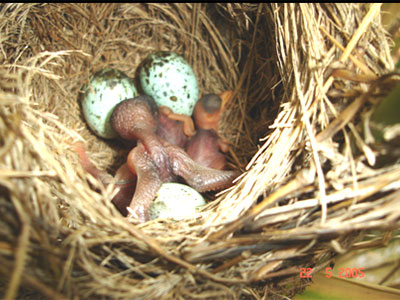 Espulsione contenuto nido di cannareccione da pulcino di cuculo (bassa-modenese)