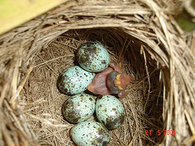 Nido cannareccione parassitato da cuculo (bassa-modenese) - Foto di Daniela Campobello