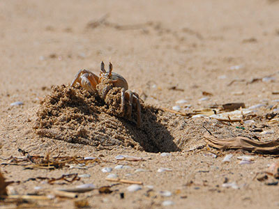 Granchio fantasma Ocypode cursor, spiaggia di Roccazzelle (Gela), 16-10-2016 - Manuel A. Zafarana