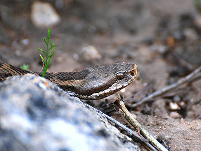 Primo piano di Vipera comune Vipera aspis, Bosco di Santo Pietro, 28-04-2014 - Manuel A. Zafarana