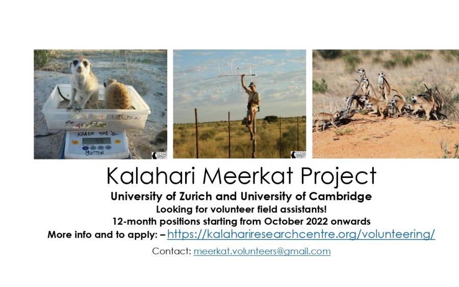 Kalahari Meerkat Project volunteer field assistant positions available